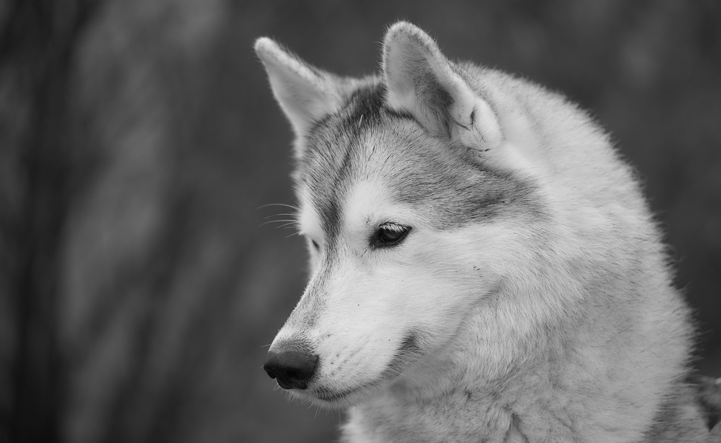 View Sheenay Portrait by Ramin Danesh