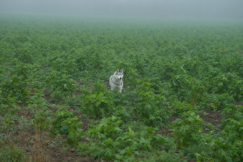 View Dog in the Fog by Ramin Danesh