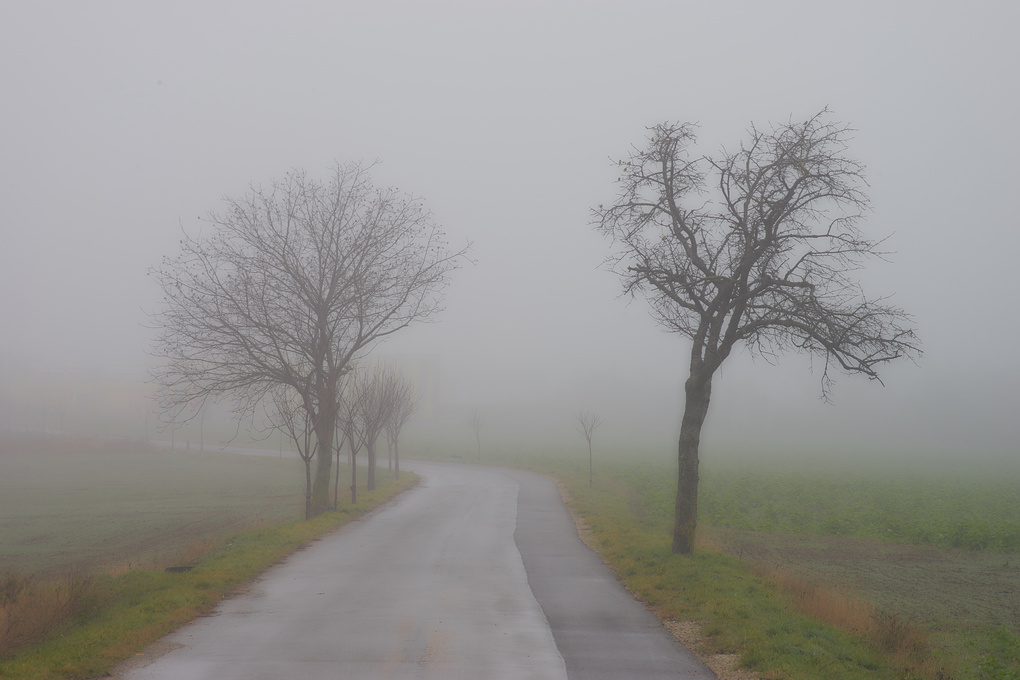 View Trees in the Fog by Ramin Danesh