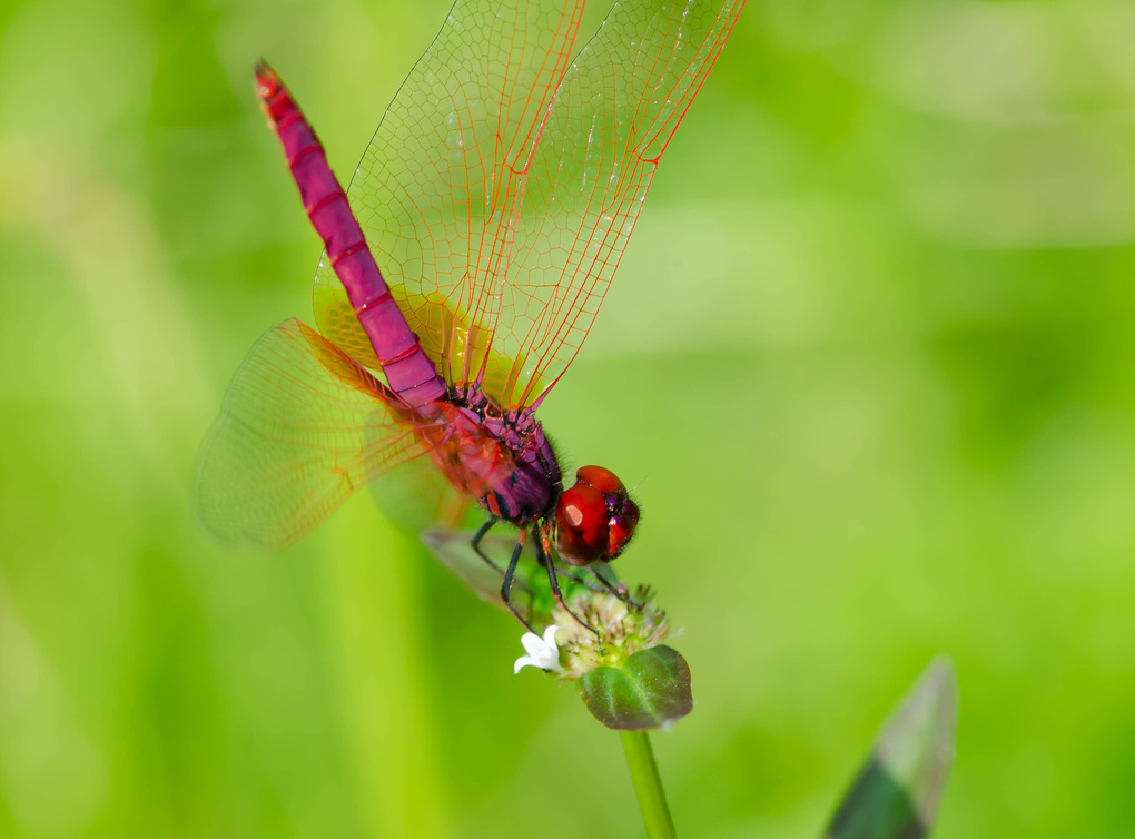 View amature @ macro by jovito delos angeles