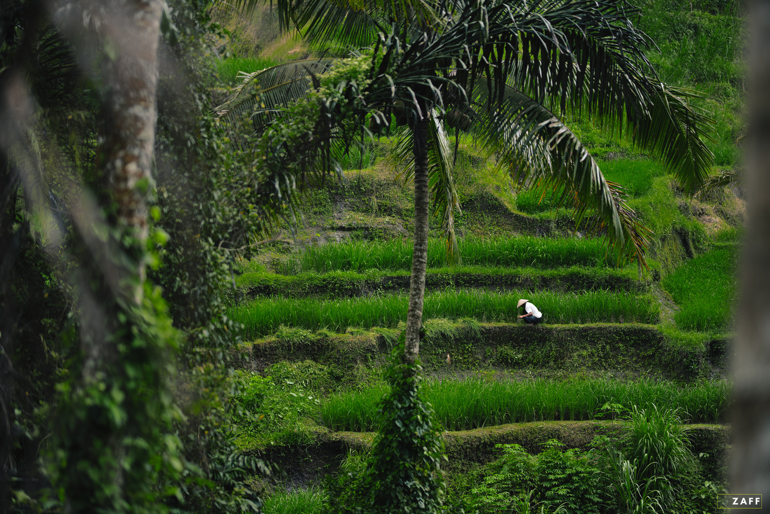 View Rice farmer by Nik Zavgorodniy