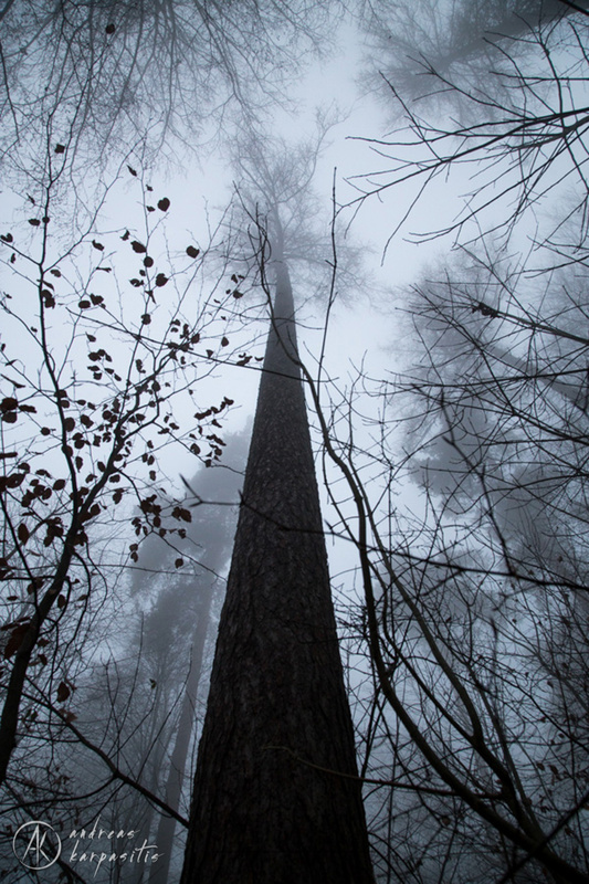 View Lost Tree by Andreas Karpasitis