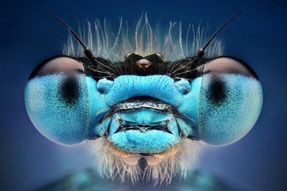 Glamour Shots, Insect Style