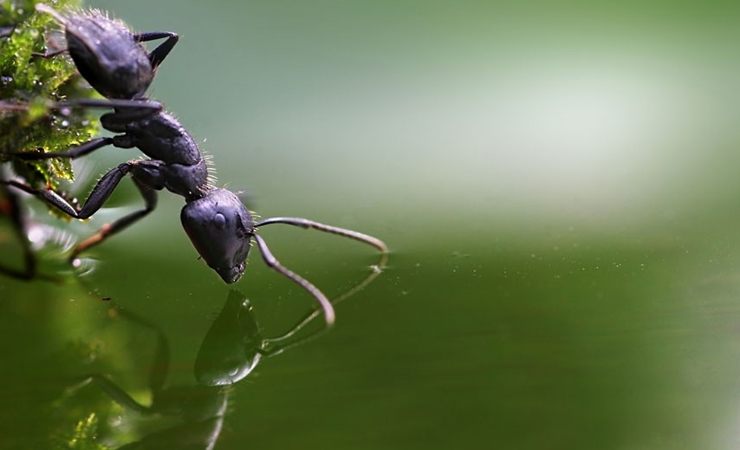 Outstanding Macro Photos of Insects and Snails