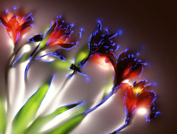 Shocking Floral Photographs