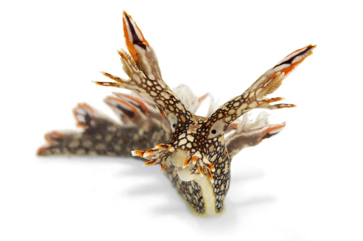 Who Thought Sea Slugs Could Look This Cool