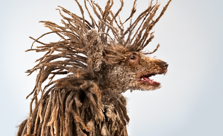 Carli Davidson's Spectacular Pet Portraiture