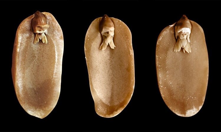 Elf Faces Made From Raw Peanuts