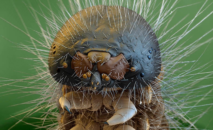 Outstanding Examples of Electron Microscope Photography