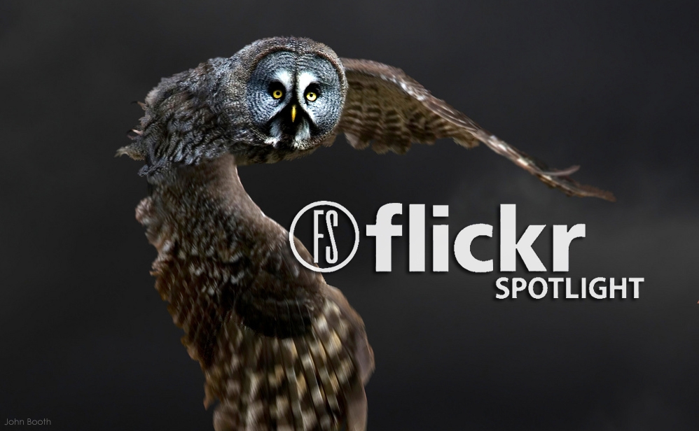 20 Unique Images Of Birds