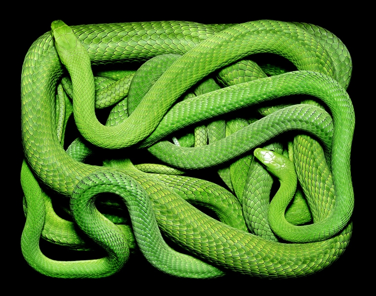 Photographs Of Snakes Like You've Never Seen Before