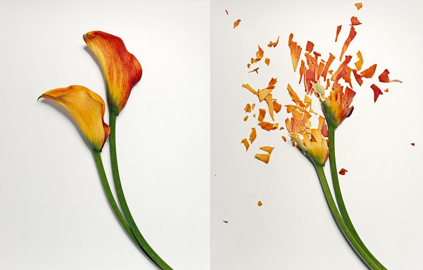 Freeze Flowers, Smash Flowers, Photograph Flowers