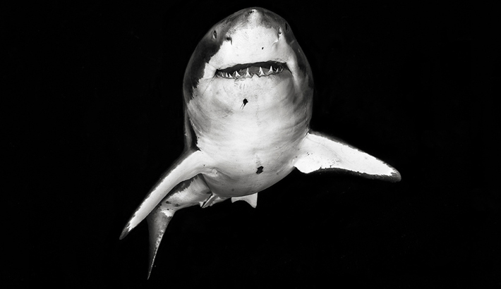 Amazing Photographs Of Sharks By Michael Muller