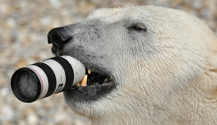 Unbearable! Photographer Drops Canon 70-200mm Lens Into Polar Bear Tank