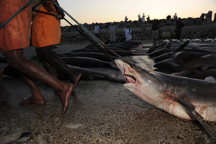 Painful Images of Shark Trading in the Arabian Sea