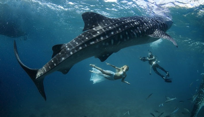 When Whale Sharks and Models Pose Together