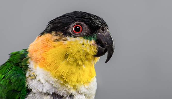 Photographing Birds Of Prey At A Local Bird Sanctuary