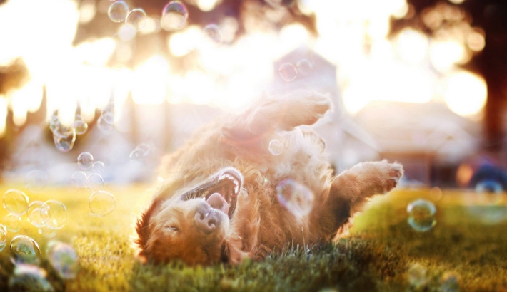 Endearing Animal Portraits By 18 Year Old Photographer Jessica Trinh