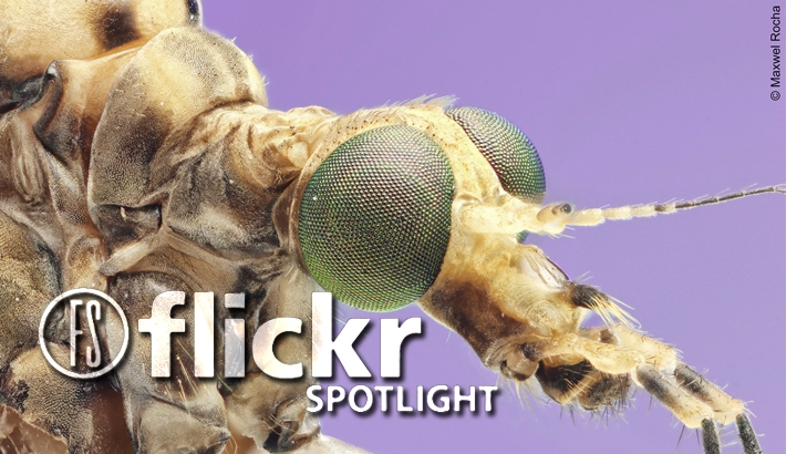25 Insanely Detailed Macro Images Of Insects