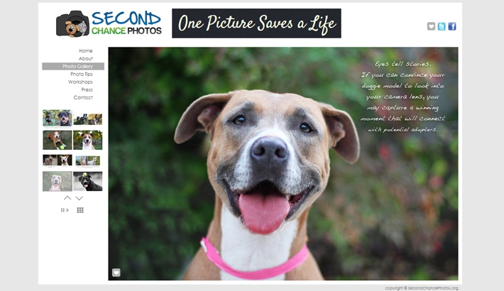 Beautiful Examples And Tips On How To Photograph Animals For The Purpose Of Adoption