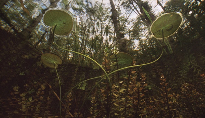 "Springs and Swamps" Series Explores Florida's Beautiful, Endangered Natural Waters