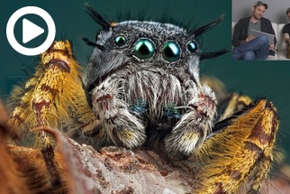 Critique the Community Episode 30   Wildlife