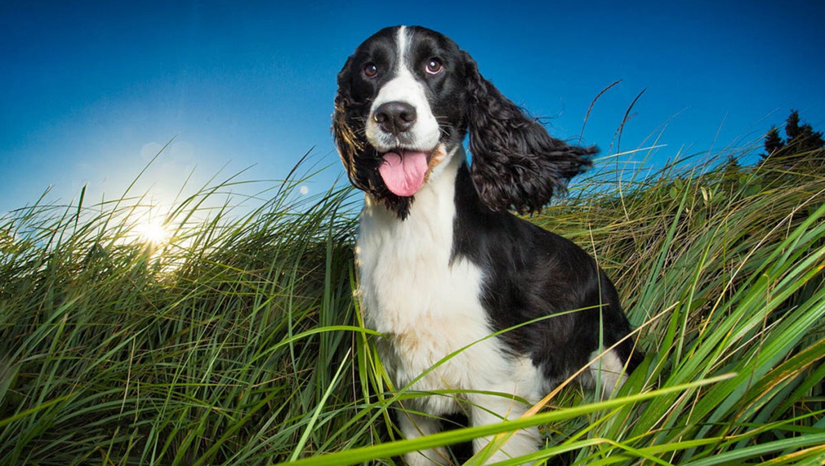 Lighting Techniques For Pet Portraits