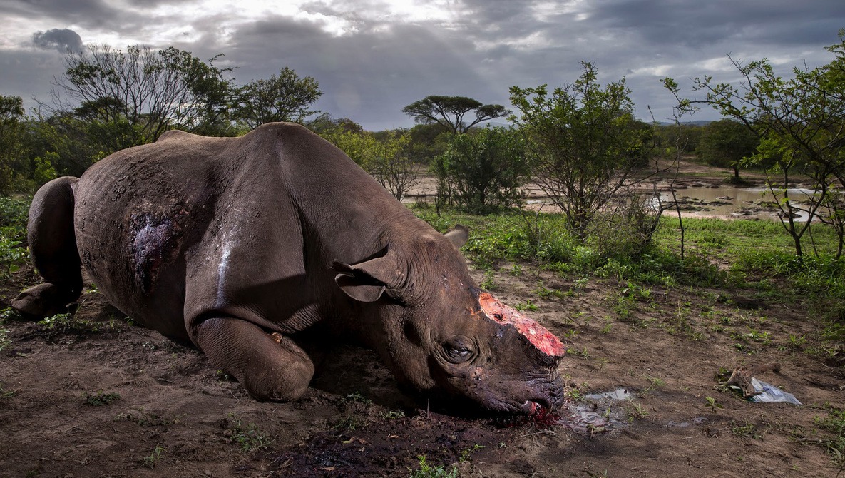 Powerful Images from the Wildlife Photographers of the Year