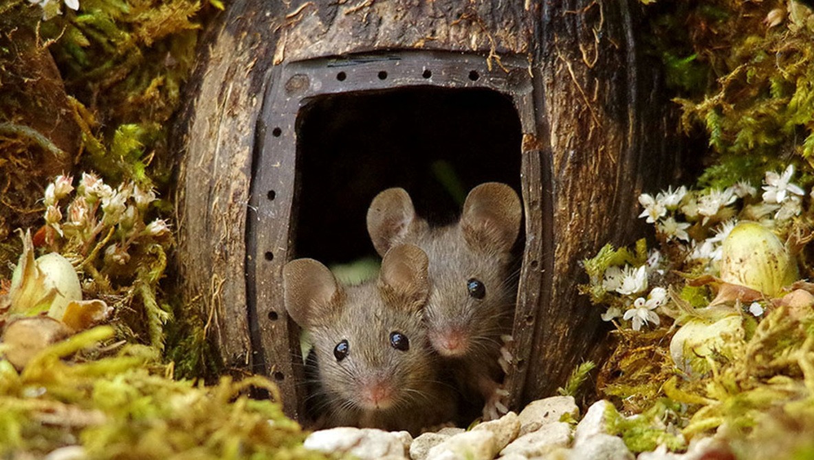 Do Mice Live In The Woods At Phyllis Daye Blog