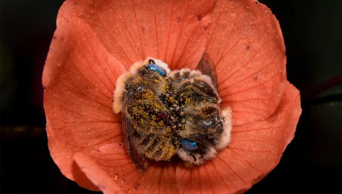 Photographer Documents Two Bees Sleeping Inside Flower