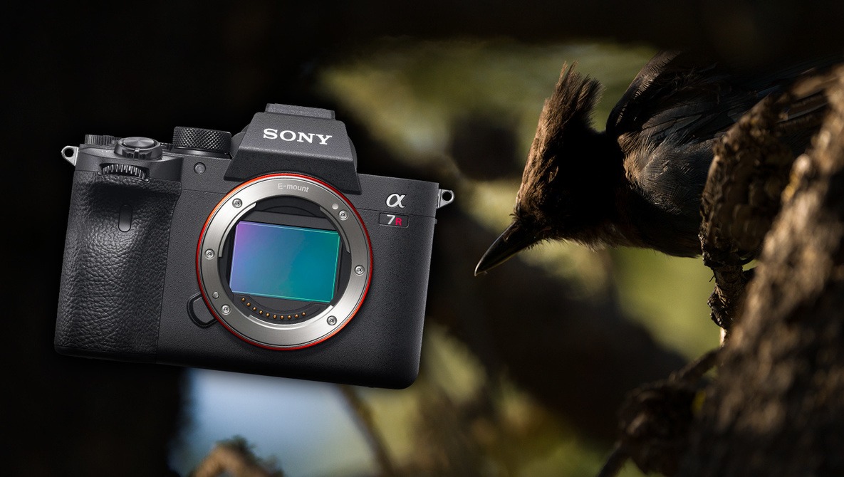 Is a Sony A7 2 still worth it for $500? : r/Cameras