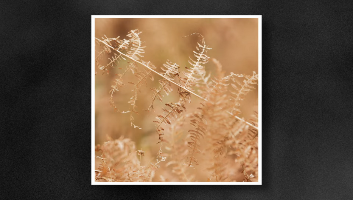 Why Ignoring the Histogram Might Improve Your Photos