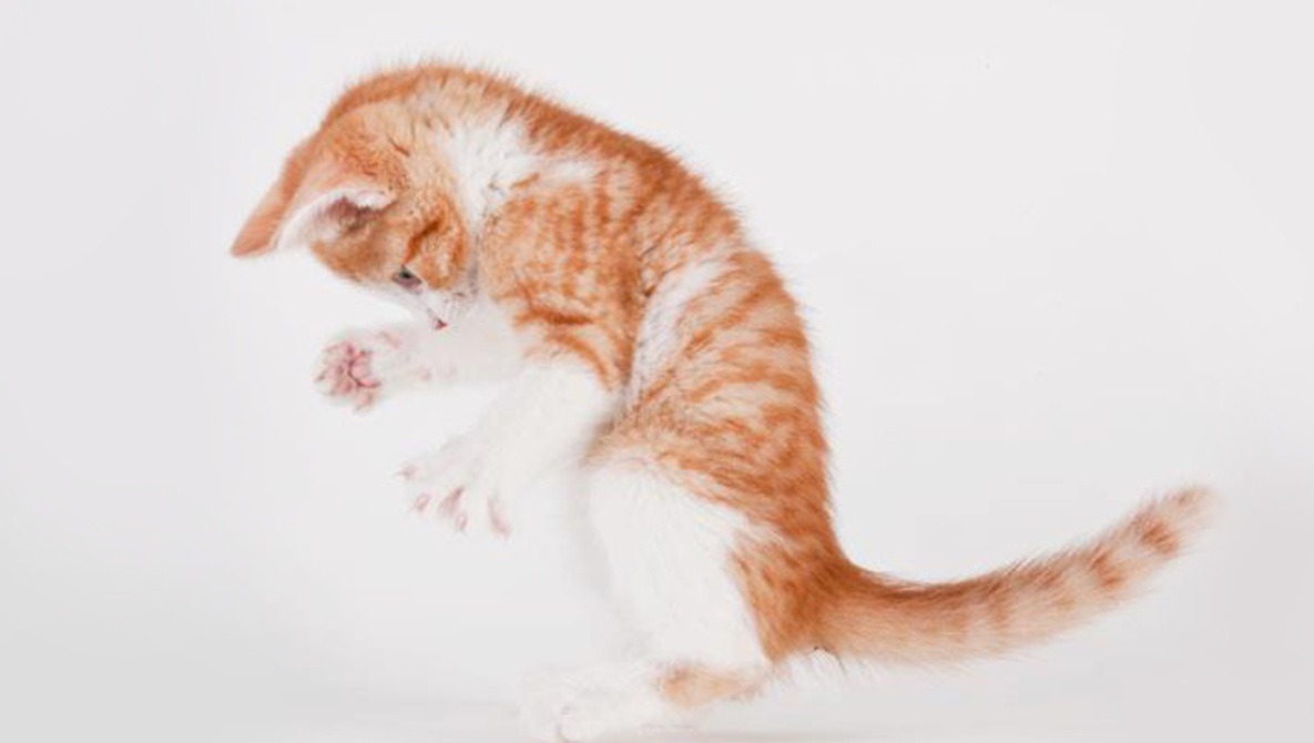 Michael Kloth Takes Emotionally Engaging Portraits Of Sheltered Cats To Help Adoption