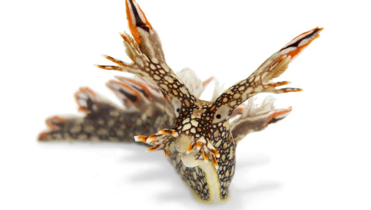 Who Thought Sea Slugs Could Look This Cool