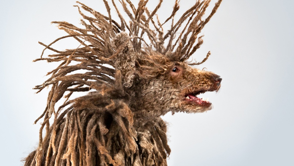 Carli Davidson's Spectacular Pet Portraiture