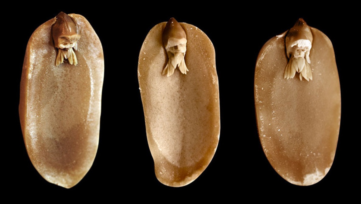 Elf Faces Made From Raw Peanuts