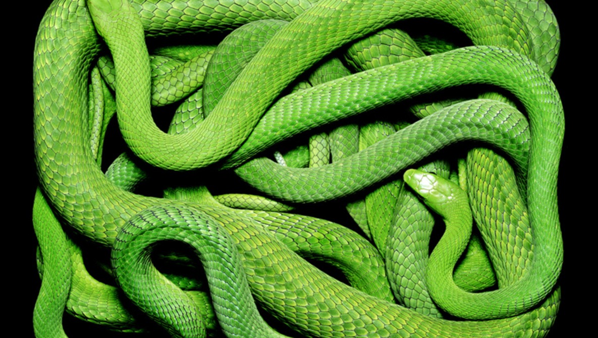 Photographs Of Snakes Like You've Never Seen Before