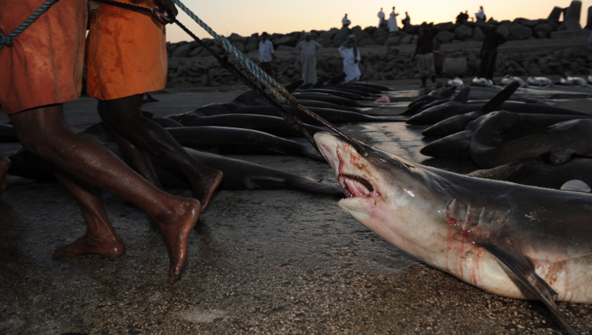 Painful Images of Shark Trading in the Arabian Sea