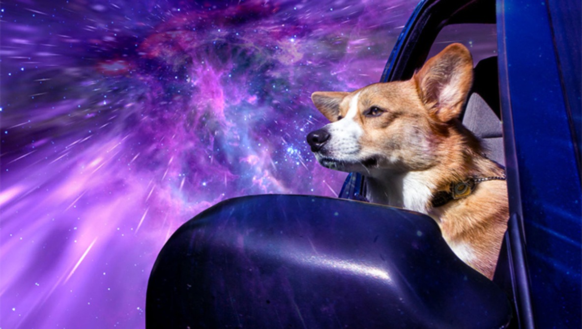 Warp Dogs: Pooches Traveling at Lightspeed