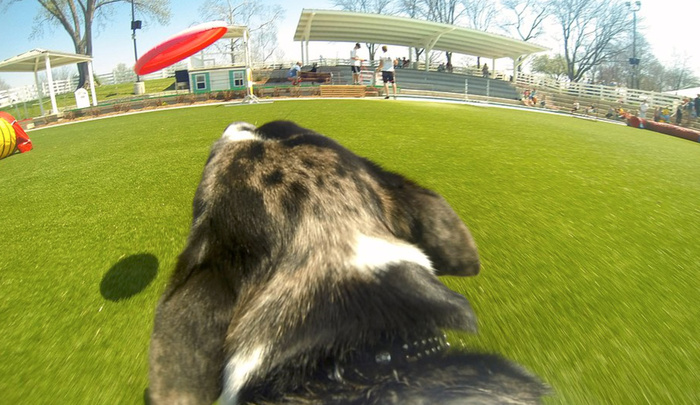 How To Strap A Gopro Your Dog And Capture Their Antics Fstoppers