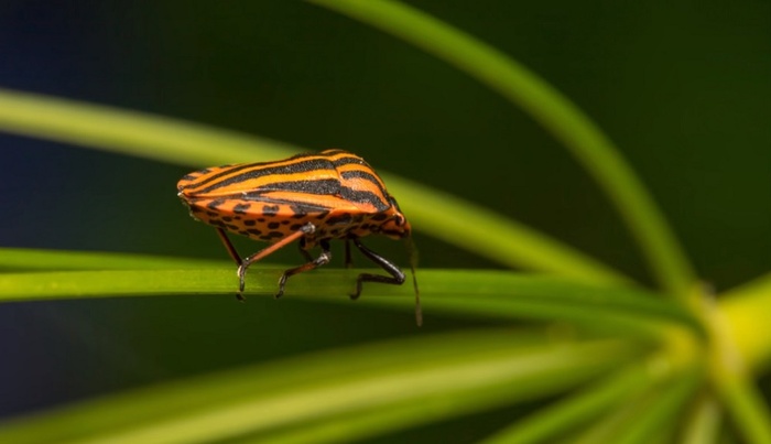 Easy to Understand and Practice Macro Photography Tips