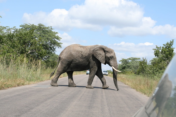 Photographer Trampled to Death After Getting Too Close to a Wild Herd