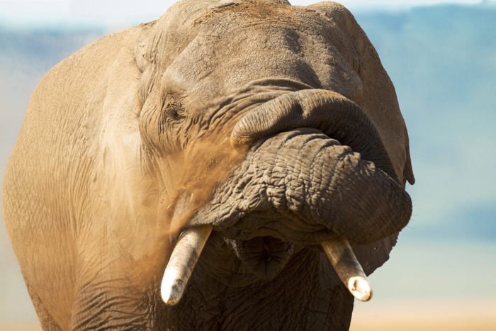 David Yarrow Is Running Afoul of the Ethics of Wildlife Photography, Again