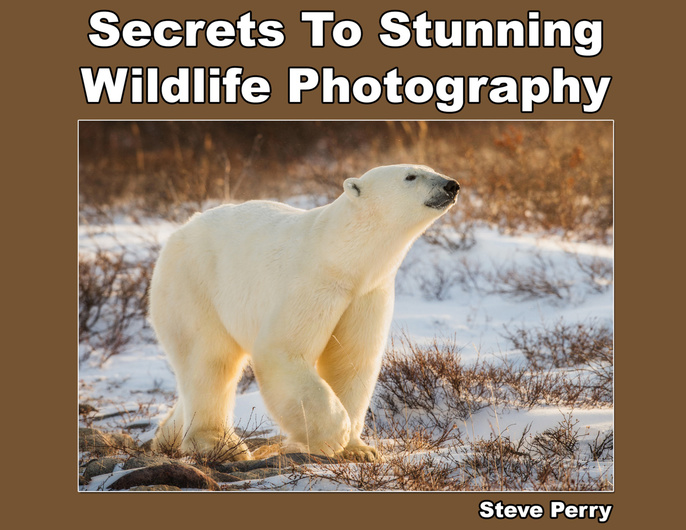 Interested in Learning Wildlife Photography? Read This EBook Fstoppers