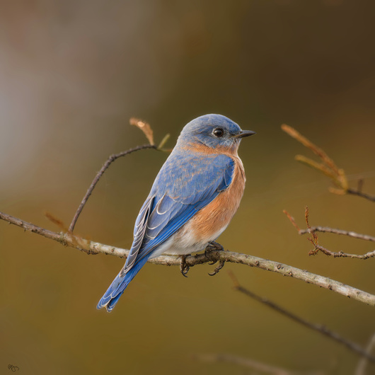 Eastern Bluebird - Roy Gipson Young on Fstoppers