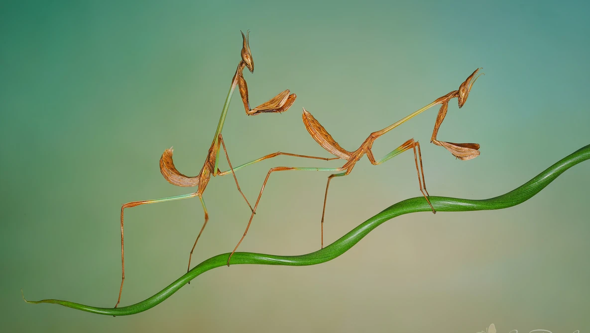 Critique the Community: Macro Photography