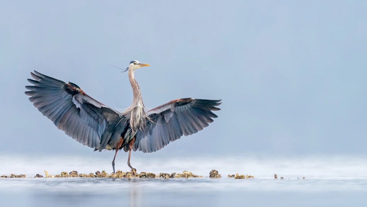 Great blue heron with wings spread landing on shallow water with rocky shoreline.