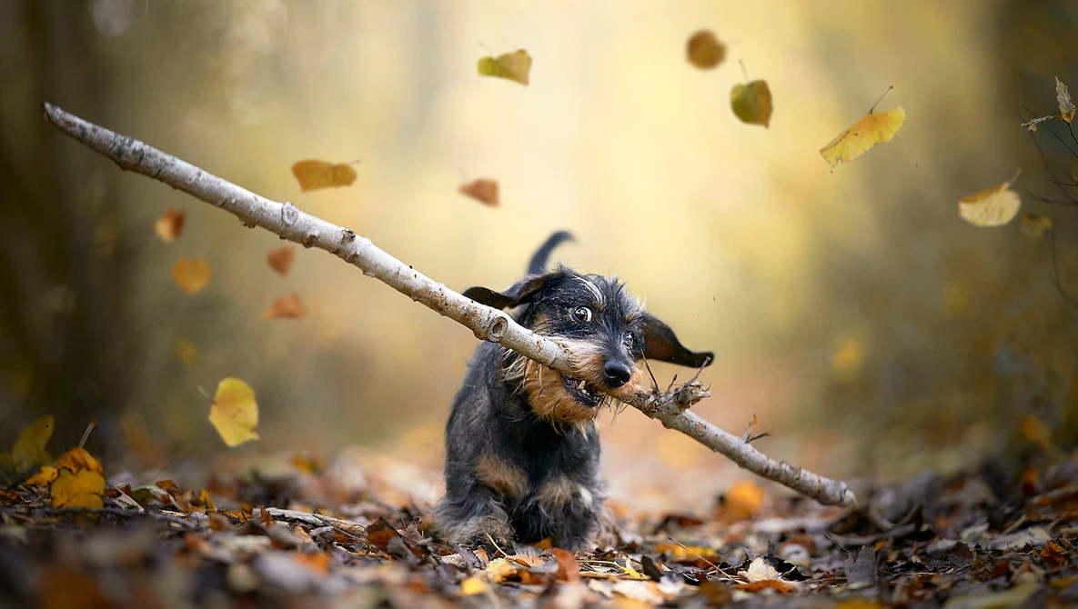 Small black and tan dog carrying a large branch in its mouth amid falling autumn leaves.