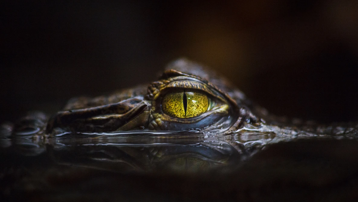 Crocodile's head partially submerged in dark water, showing textured skin and bright golden-yellow eye with vertical pupil.