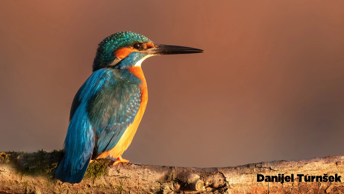 Critique the Community: Telephoto Photos